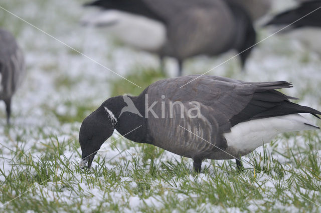 Brent Goose (Branta bernicla)