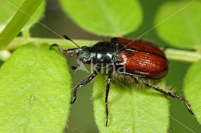 Bracken Chafer (Phyllopertha horticola)