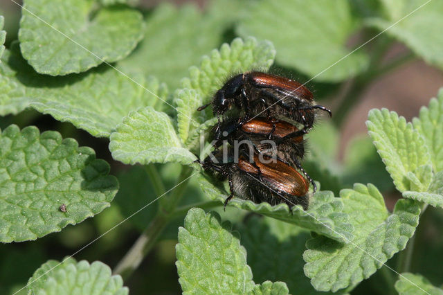 Rozekever (Phyllopertha horticola)