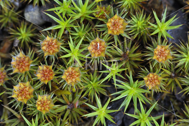 Bristly Haircap (Polytrichum piliferum)