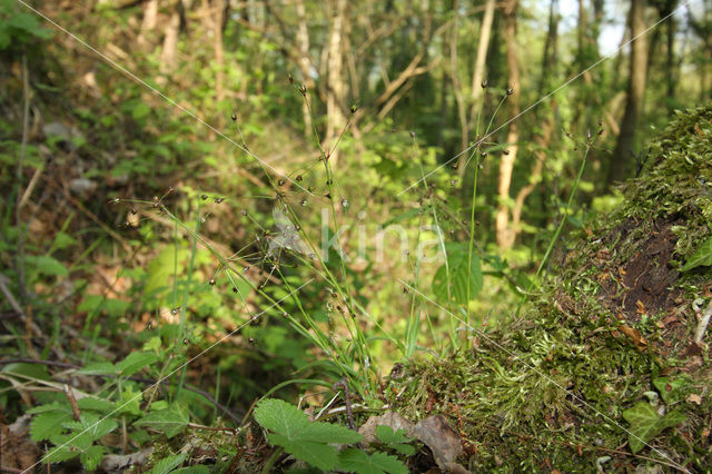 Ruige veldbies (Luzula pilosa)