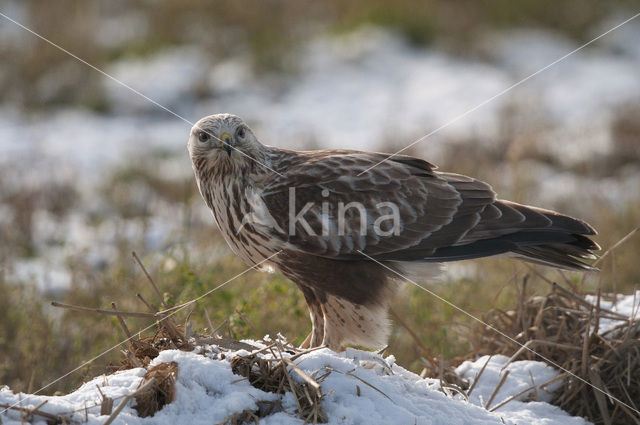 Rough-legged Buzzard (Buteo lagopus)