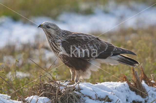 Ruigpootbuizerd (Buteo lagopus)
