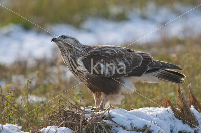 Rough-legged Buzzard (Buteo lagopus)