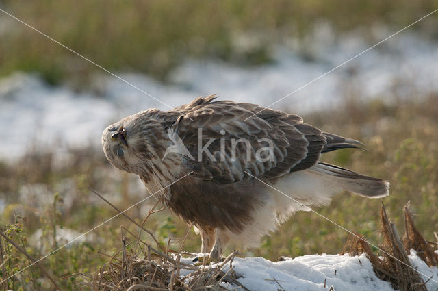 Ruigpootbuizerd (Buteo lagopus)