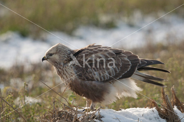 Ruigpootbuizerd (Buteo lagopus)