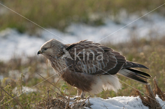 Rough-legged Buzzard (Buteo lagopus)