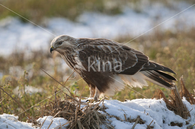 Rough-legged Buzzard (Buteo lagopus)