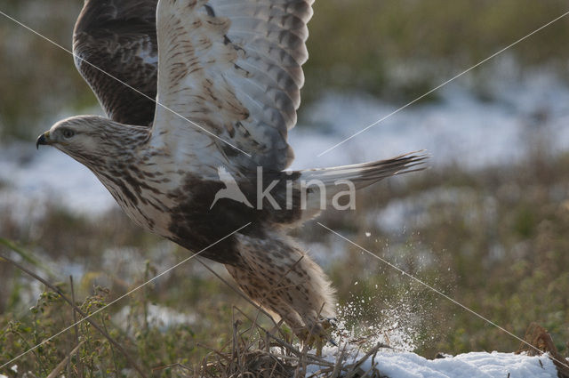 Rough-legged Buzzard (Buteo lagopus)