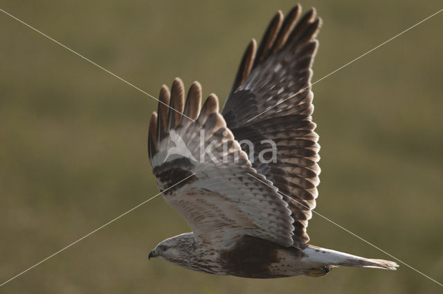 Ruigpootbuizerd (Buteo lagopus)