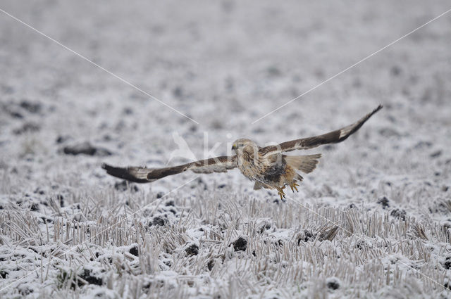 Rough-legged Buzzard (Buteo lagopus)