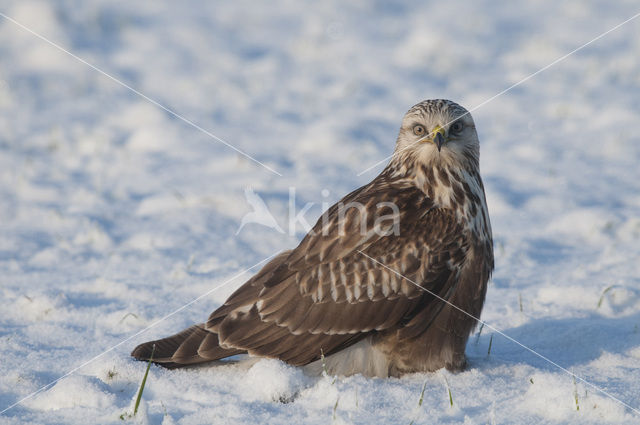 Rough-legged Buzzard (Buteo lagopus)