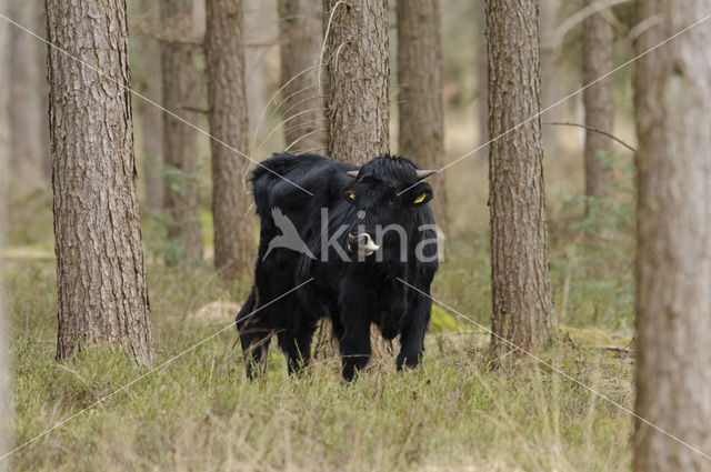 Sayaguesa rund (Bos domesticus)