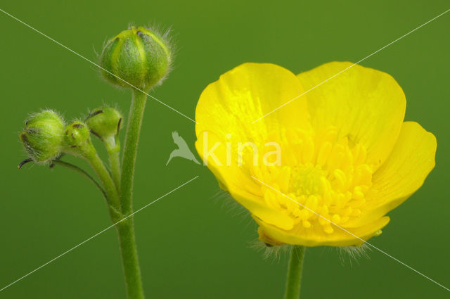 Scherpe boterbloem (Ranunculus acris)