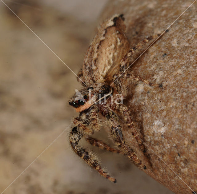 Jumping Spider (Marpissa muscosa)