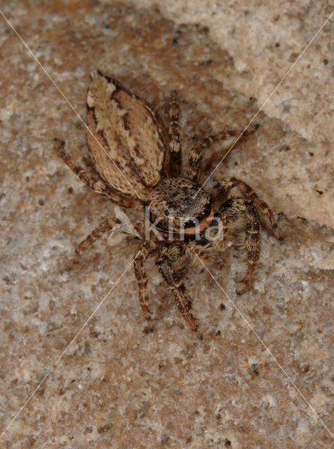 Jumping Spider (Marpissa muscosa)