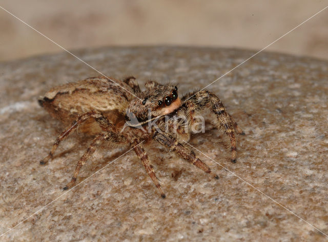 Jumping Spider (Marpissa muscosa)