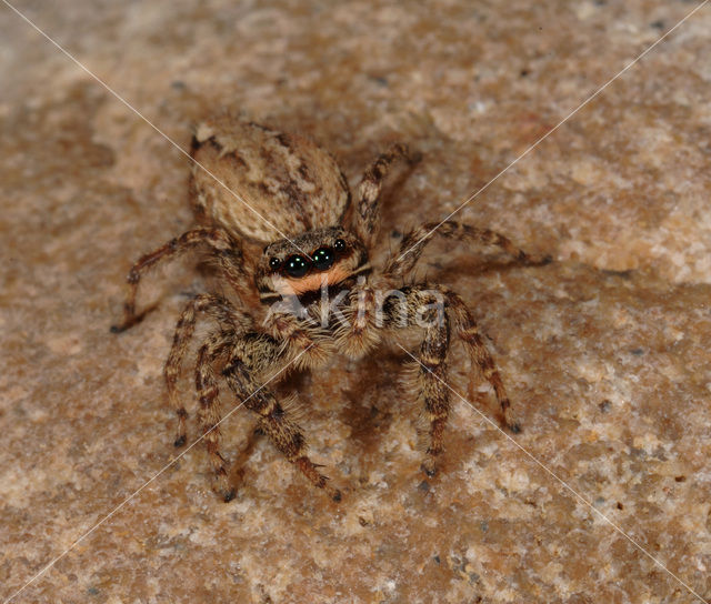 Jumping Spider (Marpissa muscosa)