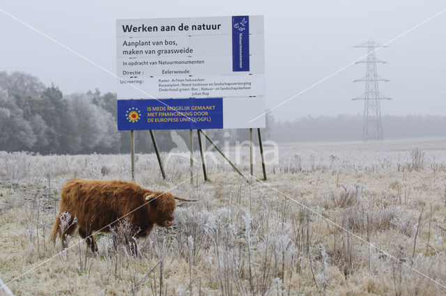 Schotse Hooglander