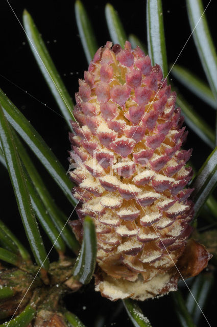 Serbian Spruce (Picea omorika)