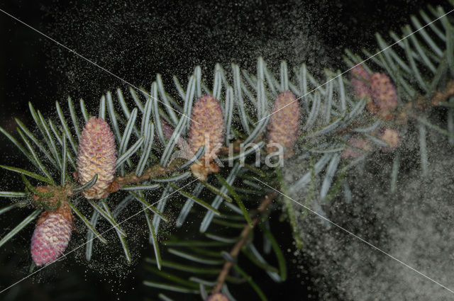 Servische spar (Picea omorika)