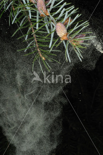 Servische spar (Picea omorika)