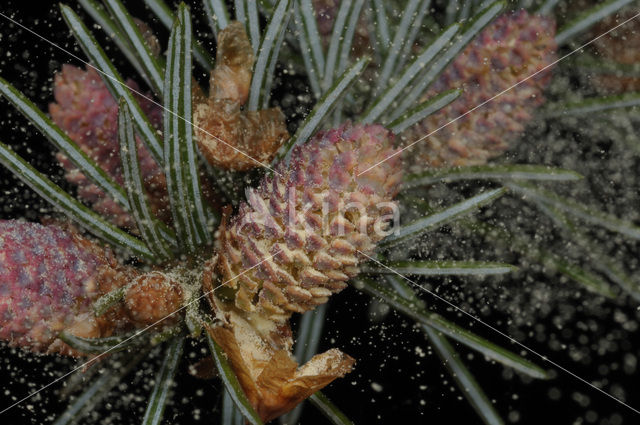 Servische spar (Picea omorika)