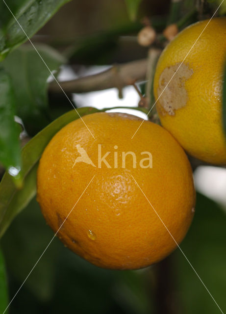 orange (Citrus sinensis)