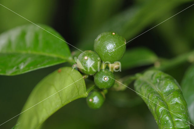 orange (Citrus sinensis)