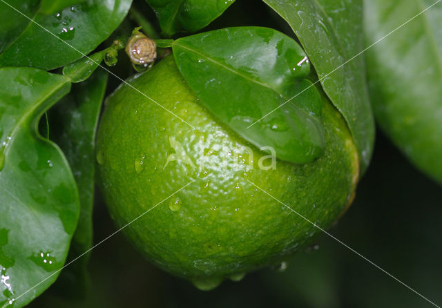 orange (Citrus sinensis)