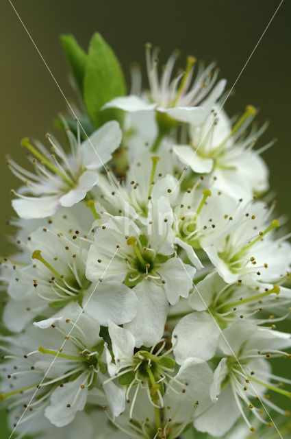 Sleedoorn (Prunus spinosa)