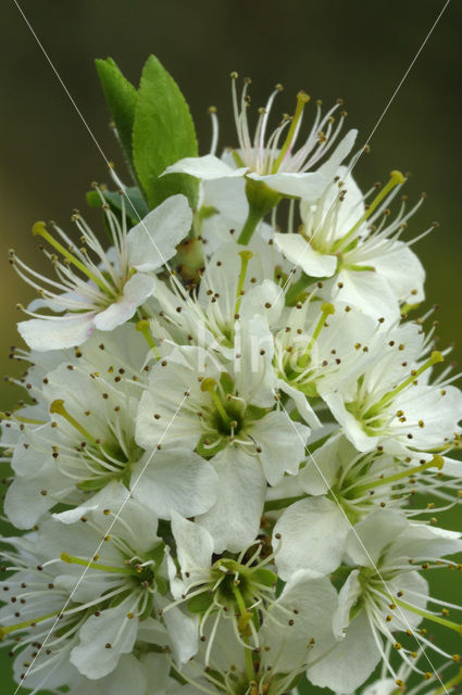 Sleedoorn (Prunus spinosa)