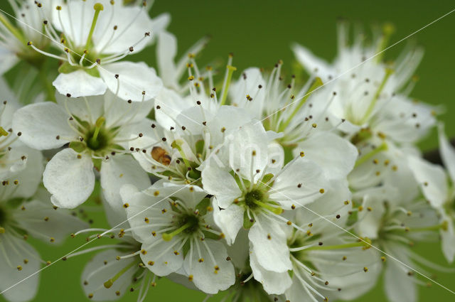 Sleedoorn (Prunus spinosa)