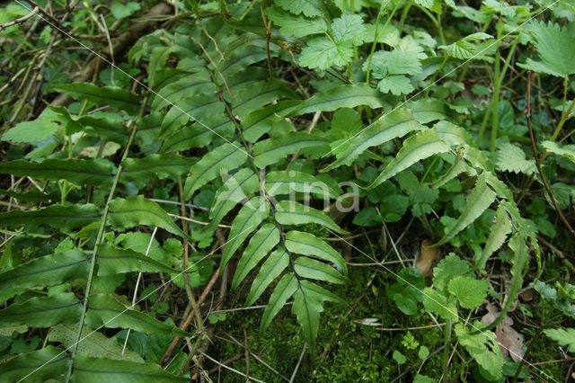 Asian netvein hollyfern (Cyrtomium fortunei)