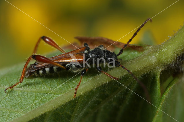 Smalvleugelboktor (Stenopterus rufus)