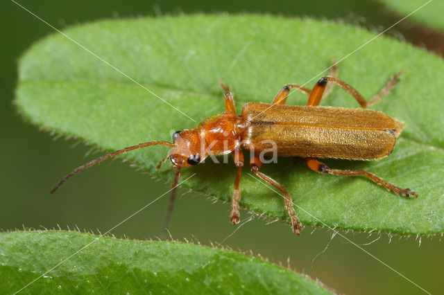 Soldier Beetle (Cantharis cryptica)