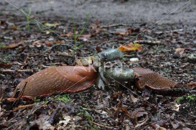 Arion lusitanicus