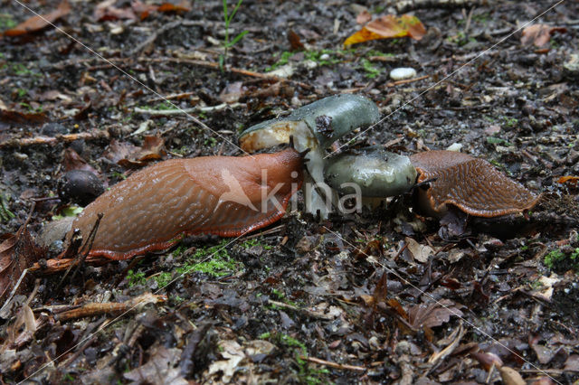 Spaanse wegslak (Arion lusitanicus)