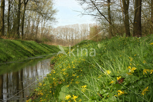 Speenkruid (Ranunculus ficaria)