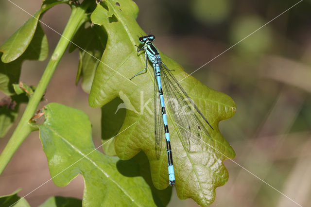 Speerwaterjuffer (Coenagrion hastulatum)