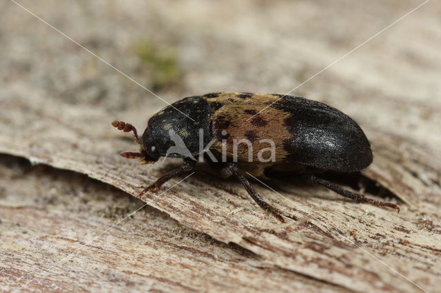 larder beetle (Dermestes lardarius)