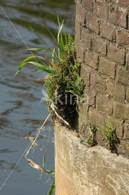 Maidenhair Spleenwort (Asplenium trichomanes)