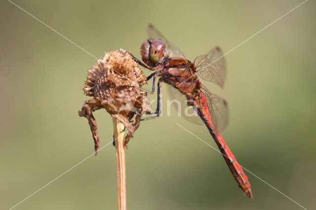 Vagrant Darter (Sympetrum vulgatum)