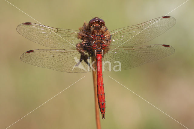 Steenrode heidelibel (Sympetrum vulgatum)