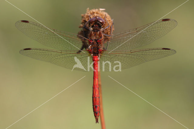 Vagrant Darter (Sympetrum vulgatum)
