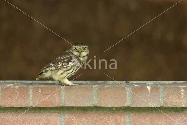 Steenuil (Athene noctua)