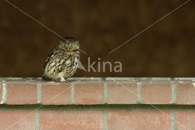 Little Owl (Athene noctua)