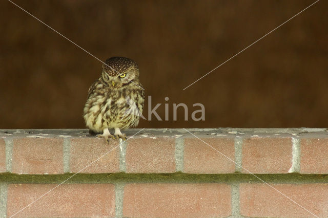 Steenuil (Athene noctua)