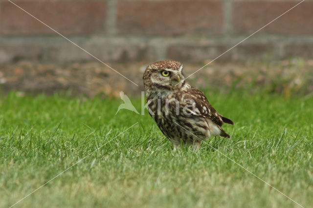 Steenuil (Athene noctua)