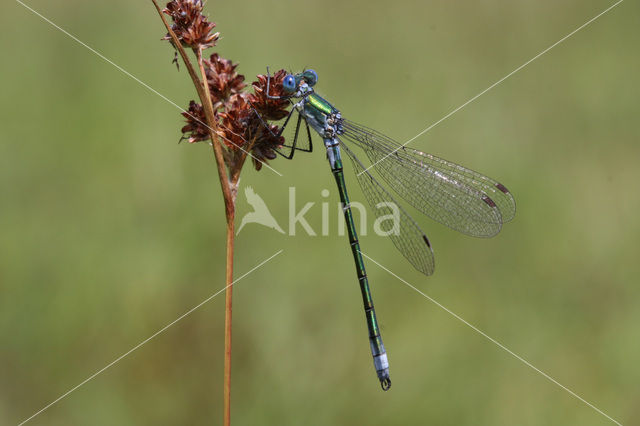 Scarce Emerald Damselfly (Lestes dryas)
